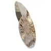 Polished Ammonite Ideal for Decoration – Historical Fossil - 2