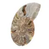 Polished Fossil Ammonite – Authenticity and Natural Harmony - 2