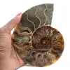 Sawn Fossil Ammonite – Authenticity for Stone Enthusiasts - 1