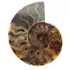 Sawn Fossil Ammonite – Authenticity for Stone Enthusiasts - 0