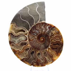 Sawn Fossil Ammonite – Authenticity for Stone Enthusiasts
