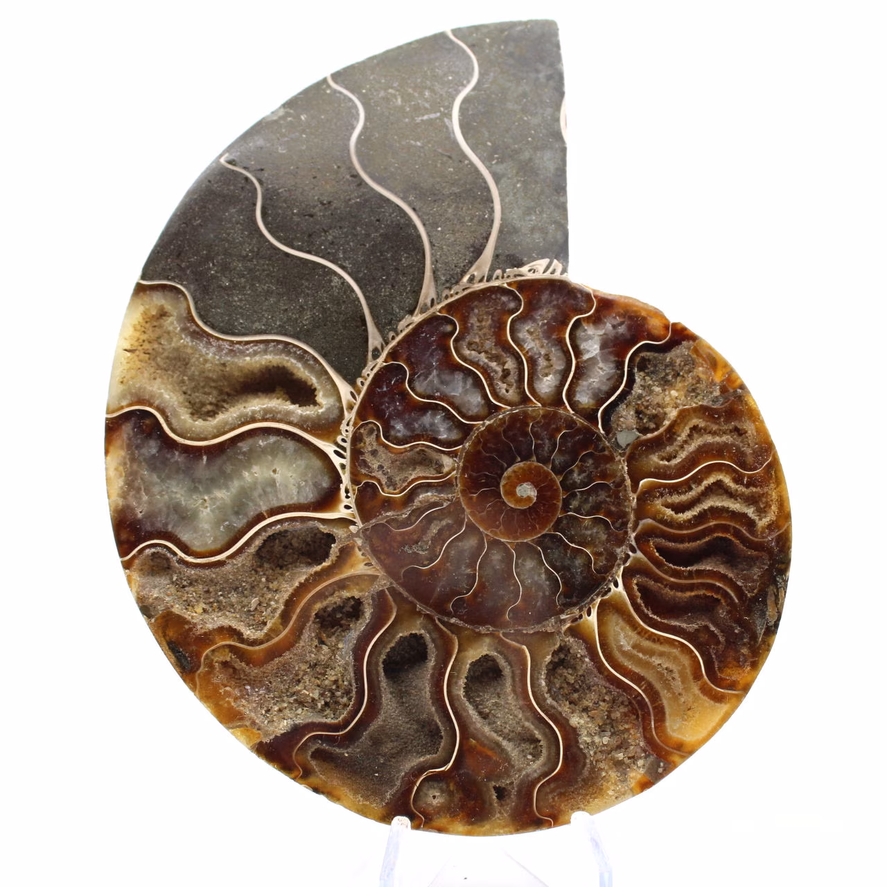Sawn Fossil Ammonite – Authenticity for Stone Enthusiasts