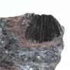 Pyrolusite, Authentic Specimen on Matrix - 2