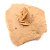 Small Desert Rose of Morocco: natural geological fragment - 2