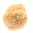 Moroccan desert rose: massive collector's rosette