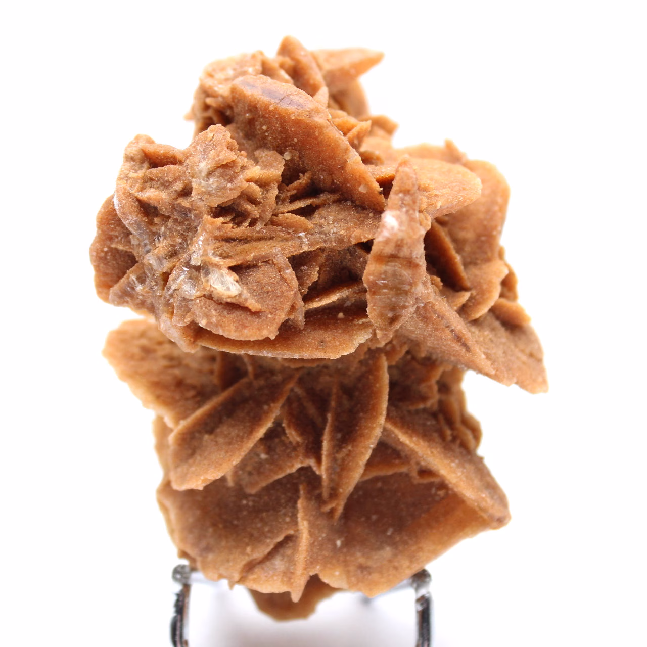 Desert Rose of the Algerian Sahara