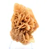 Fragment of crystallized gypsum from Algeria - 0