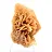 Fragment of crystallized gypsum from Algeria