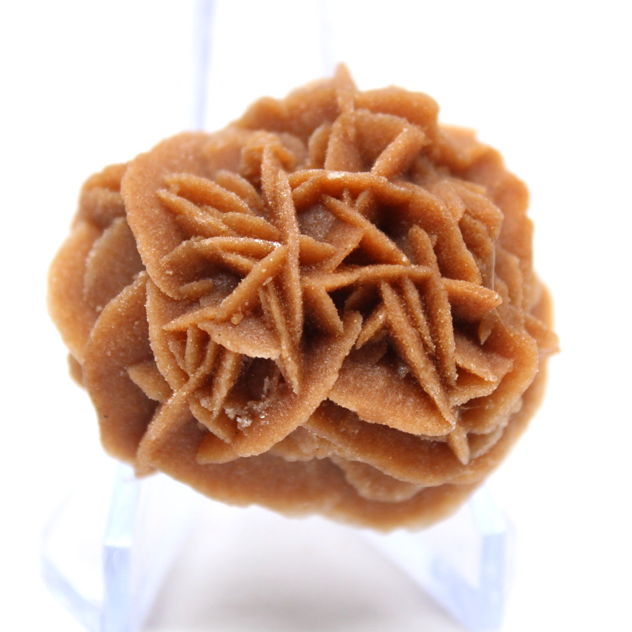 Rosette of sand and natural gypsum