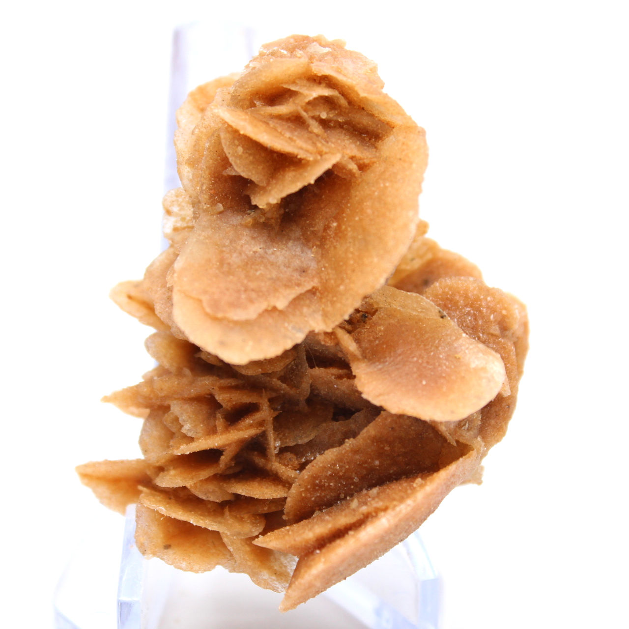 Crystallized sand petals, Algeria