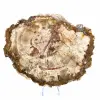 Slice of Petrified Wood from Madagascar - Collector's Specimen - 1