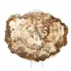 Slice of Petrified Wood from Madagascar - Collector's Specimen - 2
