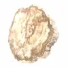 Slice of Petrified Wood from Madagascar - Collector's Specimen - 3