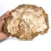 Slice of Petrified Wood from Madagascar - Collector's Specimen - 0