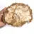 Slice of Petrified Wood from Madagascar - Collector's Specimen