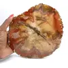 Majunga Fossil Wood Slice - Natural Decorative Object - 0