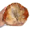 Fossilized Wood Slice - Collectible Mineral from Madagascar - 0
