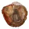 Petrified Majunga Wood - Naturally Originated Polished Slice - 1