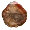 Petrified Majunga Wood - Naturally Originated Polished Slice - 2