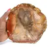 Petrified Majunga Wood - Naturally Originated Polished Slice - 0