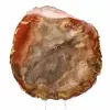 Section of Petrified Wood from Majunga - Mineralogical Specimen - 1