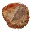 Section of Petrified Wood from Majunga - Mineralogical Specimen - 2