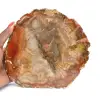 Section of Petrified Wood from Majunga - Mineralogical Specimen - 0