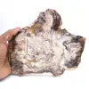 Fossilized Wood from Madagascar - Polished Slice for Collectors - 0