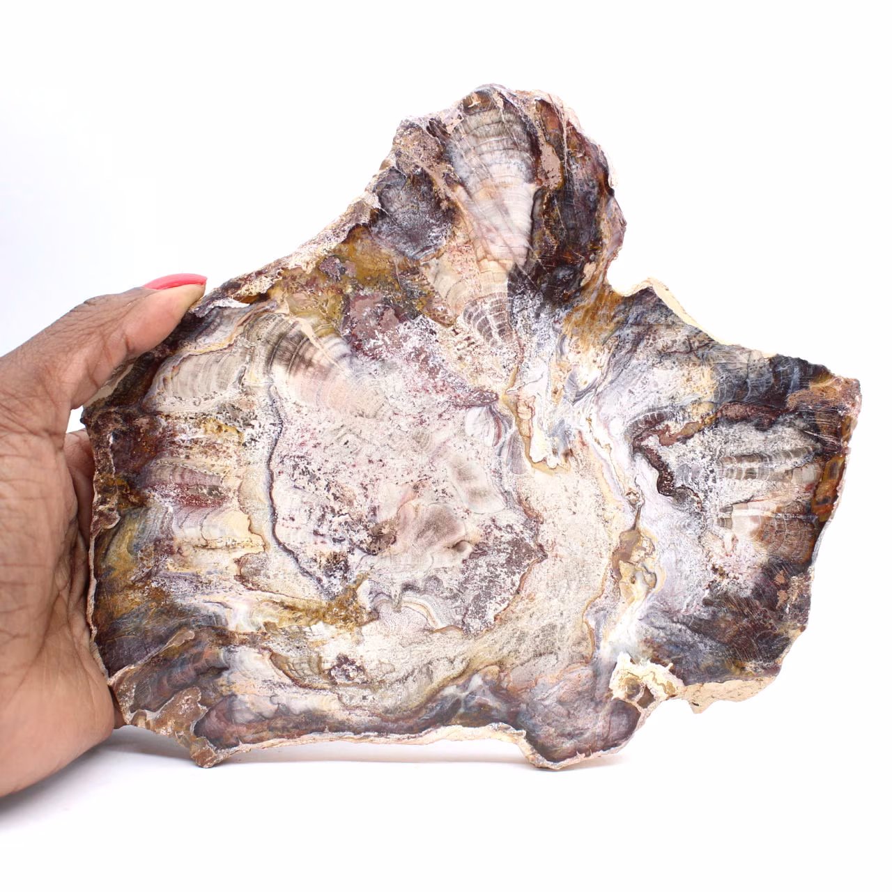 Fossilized Wood from Madagascar - Polished Slice for Collectors