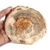 Slice of Petrified Wood from Madagascar - Scientific Object - 0