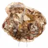 Large Slice of Petrified Wood - Majunga Collection - 1