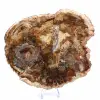 Large Slice of Petrified Wood - Majunga Collection - 2
