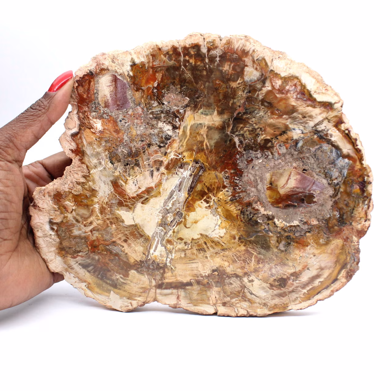 Large Slice of Petrified Wood - Majunga Collection