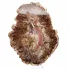 Fossilized Wood from Madagascar - Large Polished Slice - 1