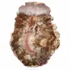 Fossilized Wood from Madagascar - Large Polished Slice - 2