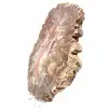Fossilized Wood from Madagascar - Large Polished Slice - 3