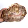 Fossilized Wood from Madagascar - Large Polished Slice - 0