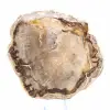 Slice of Petrified Malagasy Wood - Mineral Aesthetic - 2