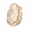 Slice of Petrified Malagasy Wood - Mineral Aesthetic - 3