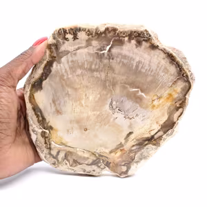 Slice of Petrified Malagasy Wood - Mineral Aesthetic