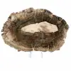 Elongated Slice of Silicified Wood - Origin Madagascar - 1