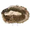Elongated Slice of Silicified Wood - Origin Madagascar - 2