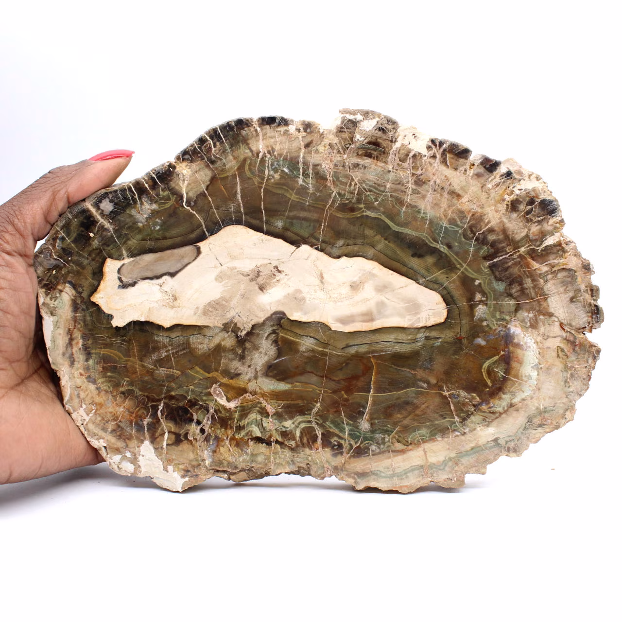 Elongated Slice of Silicified Wood - Origin Madagascar