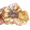 Polished Section of Fossil Wood - Mineral from Majunga - 0