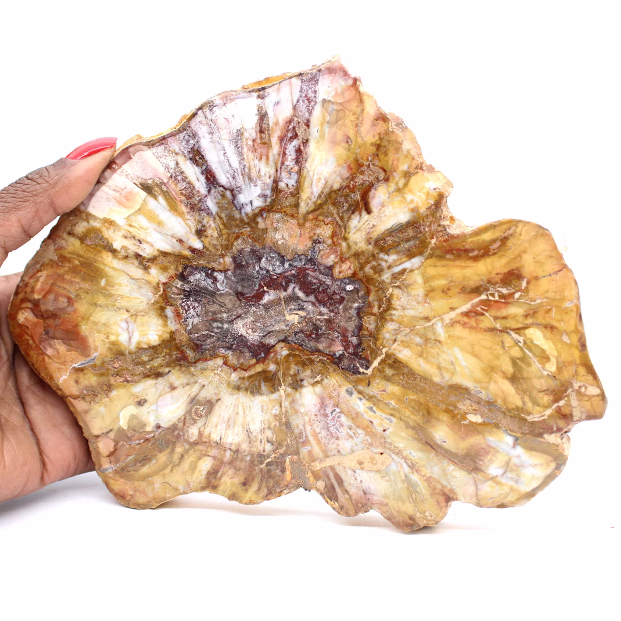 Polished Section of Fossil Wood - Mineral from Majunga