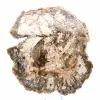 Large Slice of Petrified Wood from Madagascar - Exceptional Piece - 1