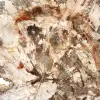 Large Slice of Petrified Wood from Madagascar - Exceptional Piece - 4