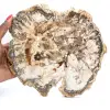 Large Slice of Petrified Wood from Madagascar - Exceptional Piece - 0
