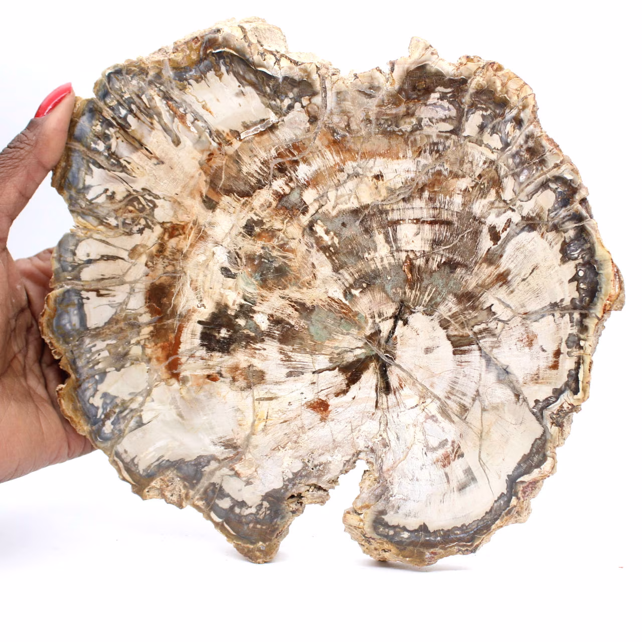 Large Slice of Petrified Wood from Madagascar - Exceptional Piece
