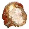 Petrified Wood from Madagascar - Square Slice for Collection - 1